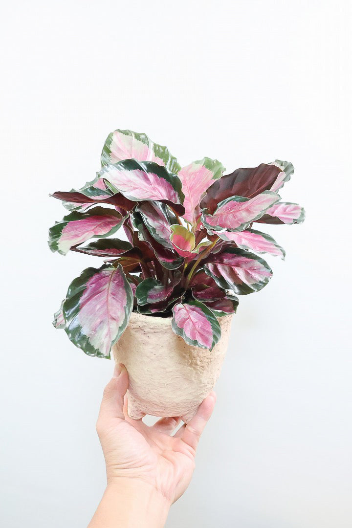 【カラテア ロージー】まるで花束のような美しい草姿。葉色がとてもイイ感じに出ていますのでおススメです！