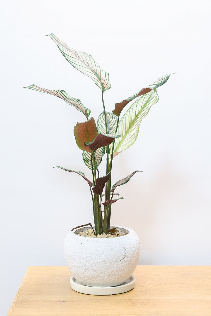 【カラテア ホワイトスター】ホワイトの美しい葉にピンクのラインが入った素敵な品種！スリムな樹形も素敵なポイントです！