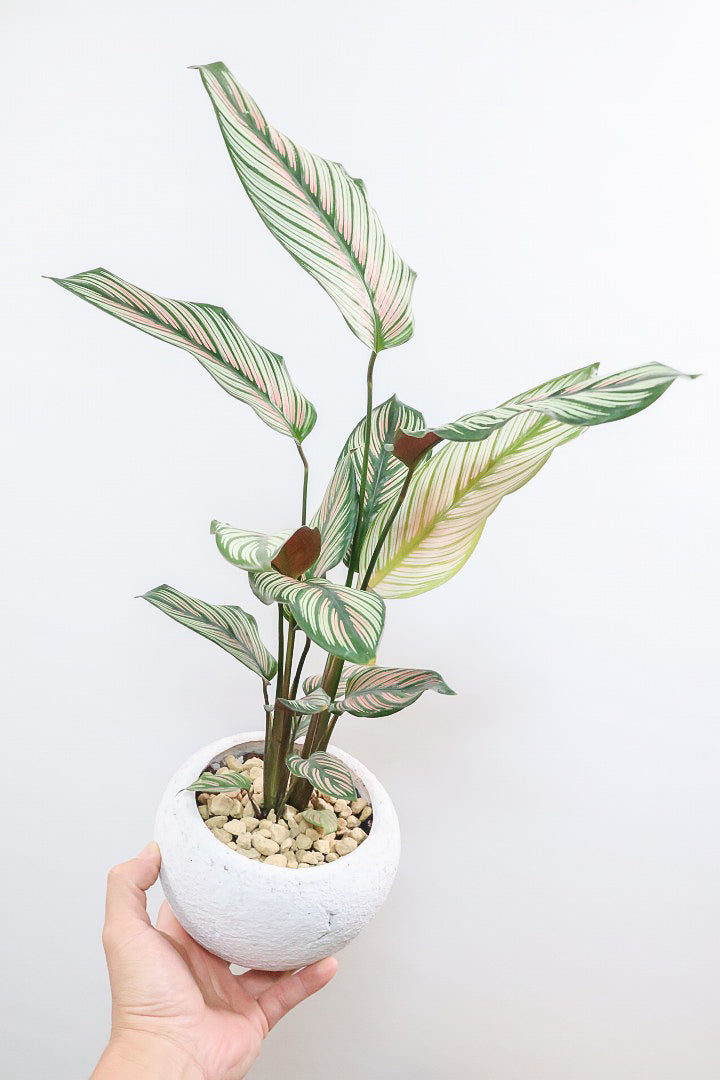 【カラテア ホワイトスター】ホワイトの美しい葉にピンクのラインが入った素敵な品種！スリムな樹形も素敵なポイントです！