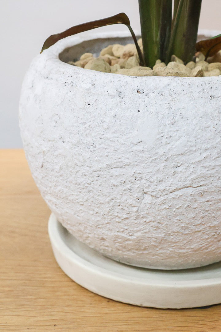 【カラテア ホワイトスター】ホワイトの美しい葉にピンクのラインが入った素敵な品種！スリムな樹形も素敵なポイントです！