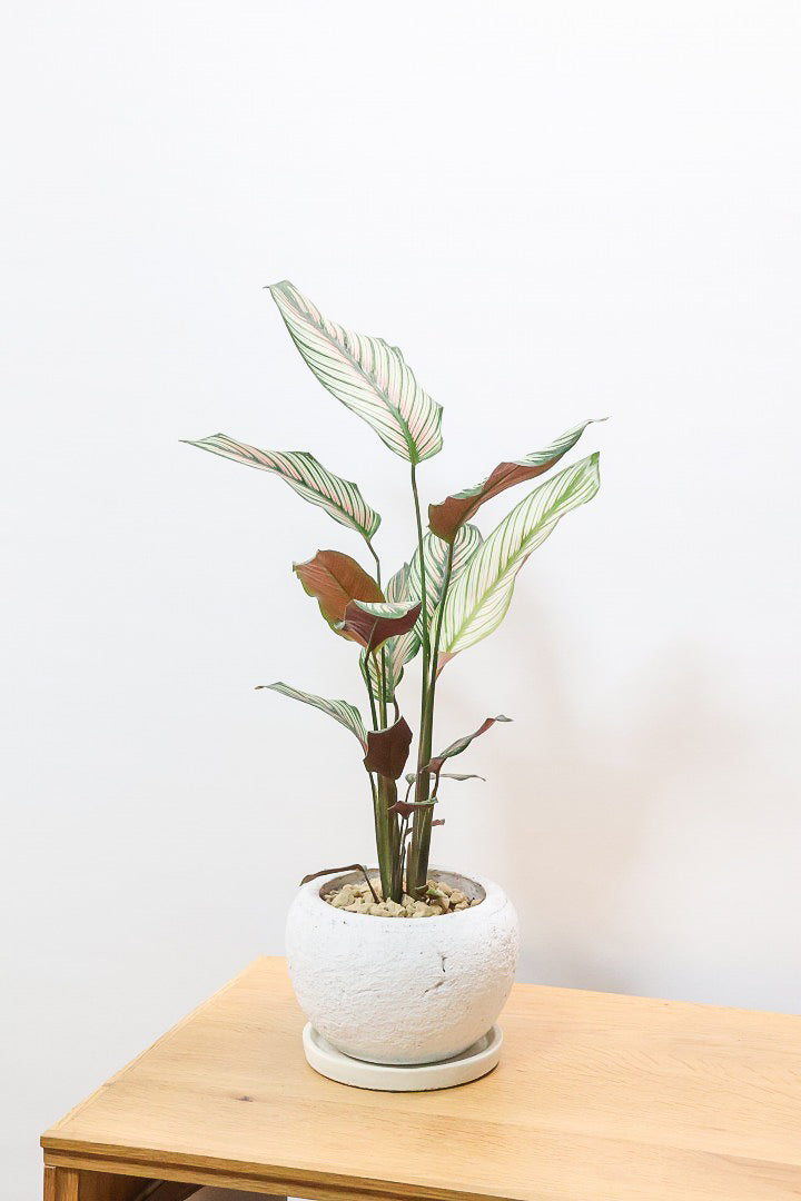 【カラテア ホワイトスター】ホワイトの美しい葉にピンクのラインが入った素敵な品種！スリムな樹形も素敵なポイントです！