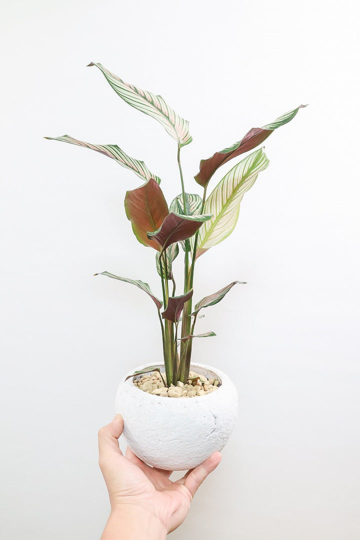 【カラテア ホワイトスター】ホワイトの美しい葉にピンクのラインが入った素敵な品種！スリムな樹形も素敵なポイントです！