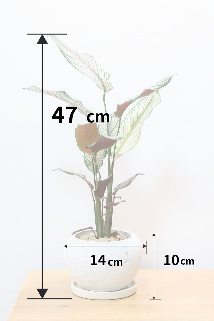 【カラテア ホワイトスター】ホワイトの美しい葉にピンクのラインが入った素敵な品種！スリムな樹形も素敵なポイントです！