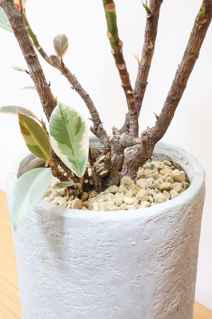 【フィカス ティネケ】ゴリゴリとした年季を感じる幹！こんな幹の個体は２度と入荷しないと思いますよ！