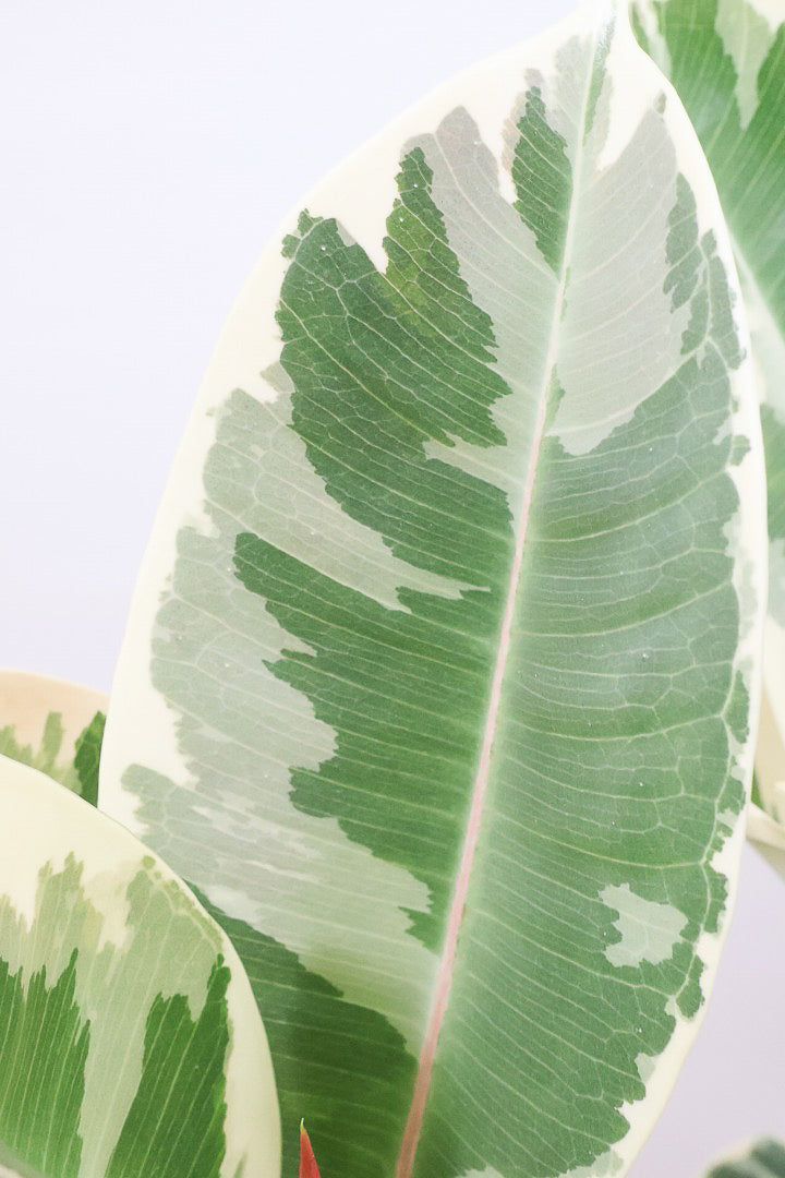 【フィカス ティネケ】ゴリゴリとした年季を感じる幹！こんな幹の個体は２度と入荷しないと思いますよ！