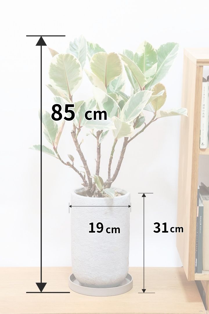 【フィカス ティネケ】ゴリゴリとした年季を感じる幹！こんな幹の個体は２度と入荷しないと思いますよ！