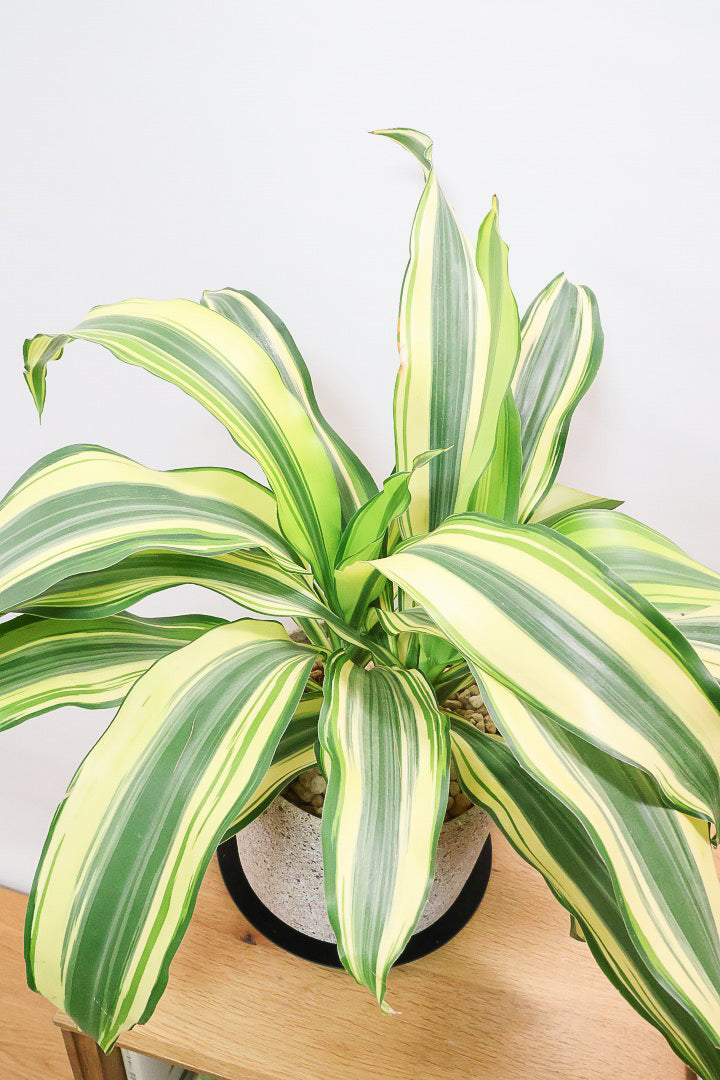 ドラセナ イエローCO60677| 観葉植物の通信販売 | APEGO(アペーゴ