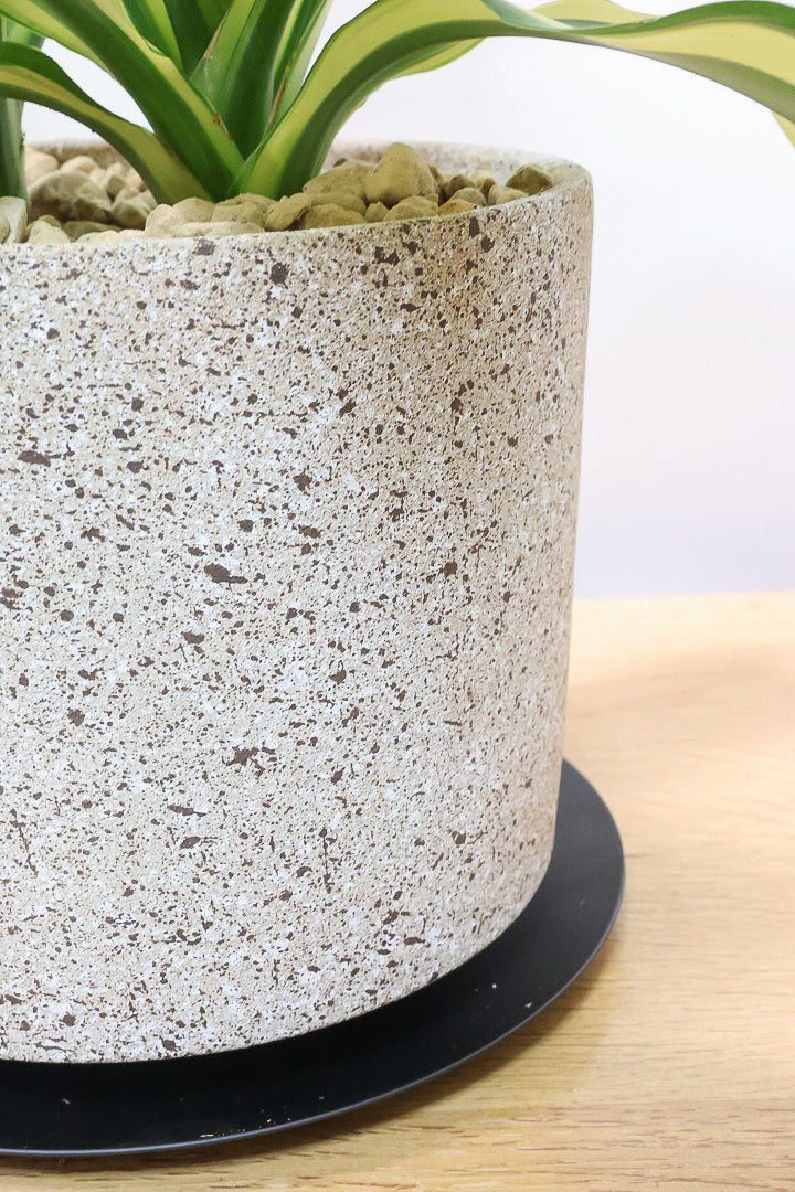 【ドラセナ イエロー】品種名は分からないのですが、とにかく葉色がキレイ！ボリュームがありますし育てやすいんです！