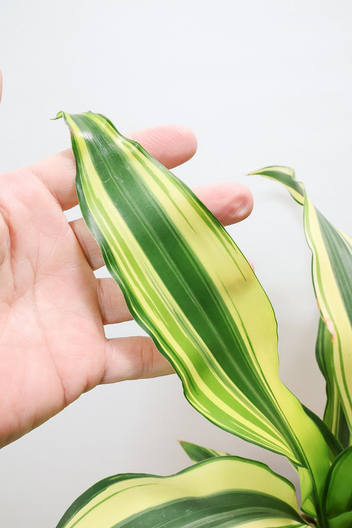 【ドラセナ イエロー】品種名は分からないのですが、とにかく葉色がキレイ！ボリュームがありますし育てやすいんです！