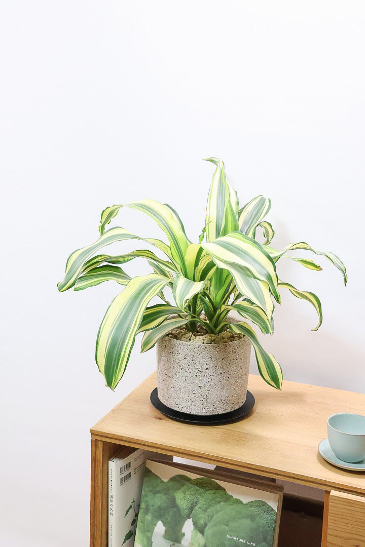 【ドラセナ イエロー】品種名は分からないのですが、とにかく葉色がキレイ！ボリュームがありますし育てやすいんです！