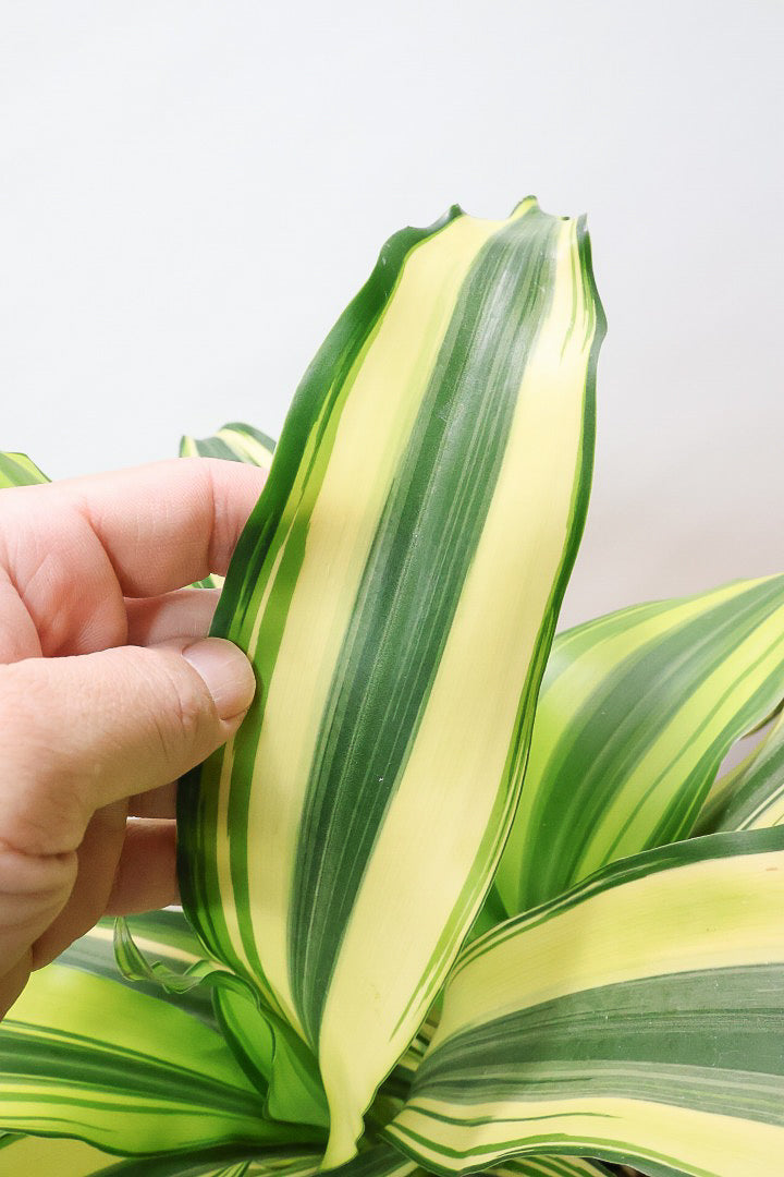 【ドラセナ イエロー】品種名は分からないのですが、とにかく葉色がキレイ！ボリュームがありますし育てやすいんです！