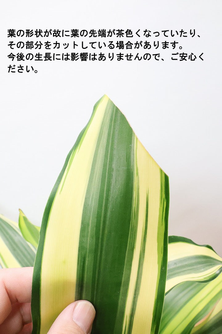 【ドラセナ イエロー】品種名は分からないのですが、とにかく葉色がキレイ！ボリュームがありますし育てやすいんです！