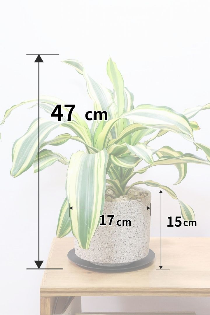 【ドラセナ イエロー】品種名は分からないのですが、とにかく葉色がキレイ！ボリュームがありますし育てやすいんです！