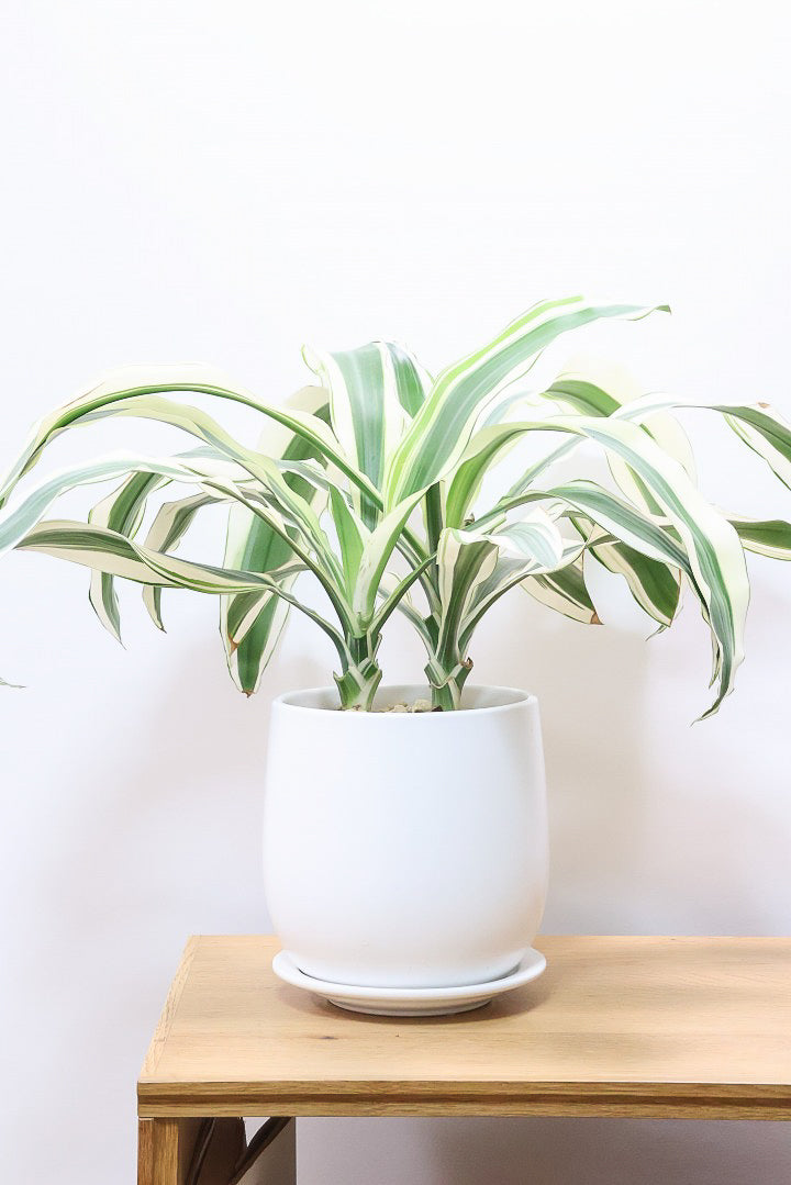【ドラセナ ホワイト】品種名は分からないのですが、とにかく葉色がキレイ！ボリュームがありますし育てやすいんです！
