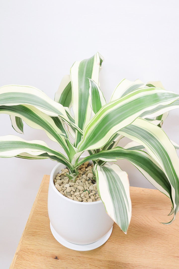 【ドラセナ ホワイト】品種名は分からないのですが、とにかく葉色がキレイ！ボリュームがありますし育てやすいんです！