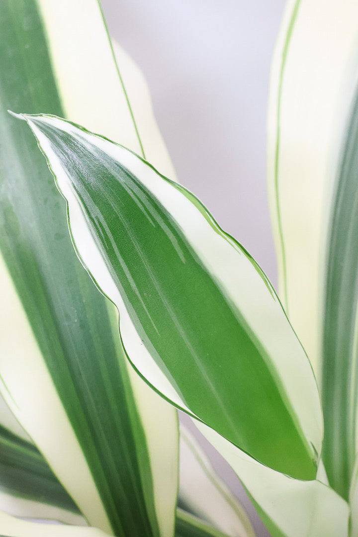 【ドラセナ ホワイト】品種名は分からないのですが、とにかく葉色がキレイ！ボリュームがありますし育てやすいんです！