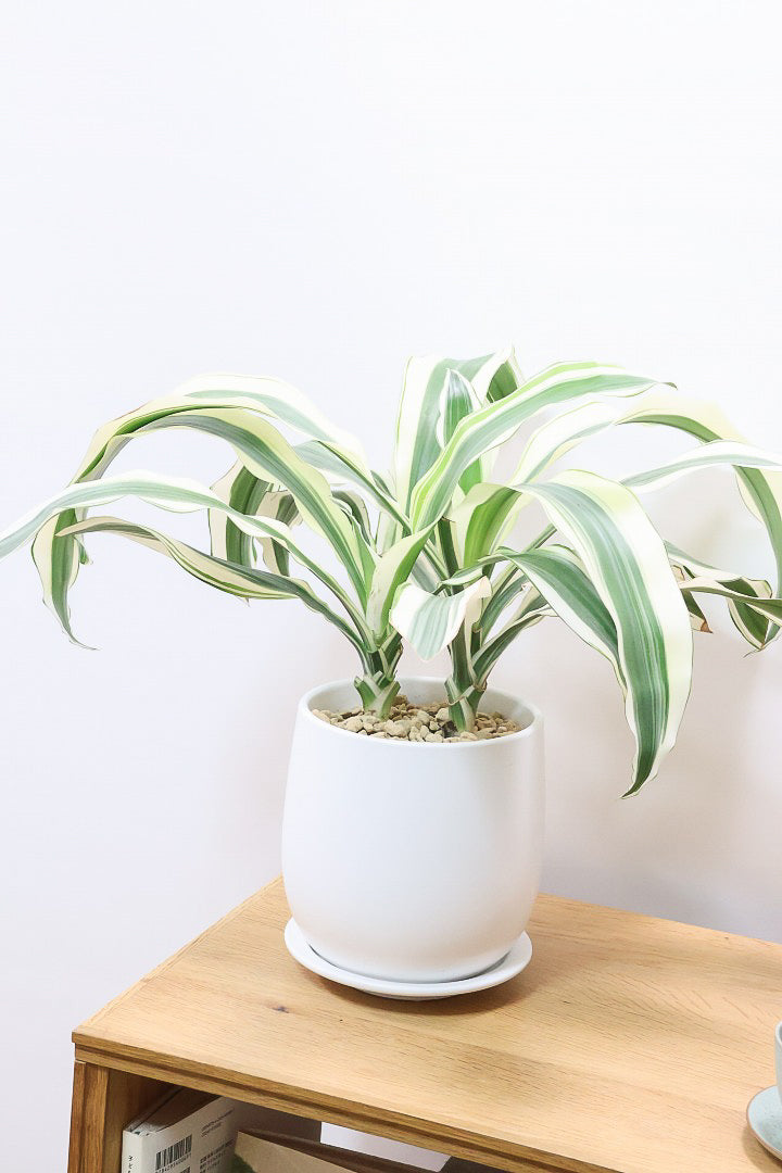 【ドラセナ ホワイト】品種名は分からないのですが、とにかく葉色がキレイ！ボリュームがありますし育てやすいんです！