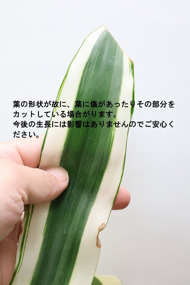 【ドラセナ ホワイト】品種名は分からないのですが、とにかく葉色がキレイ！ボリュームがありますし育てやすいんです！