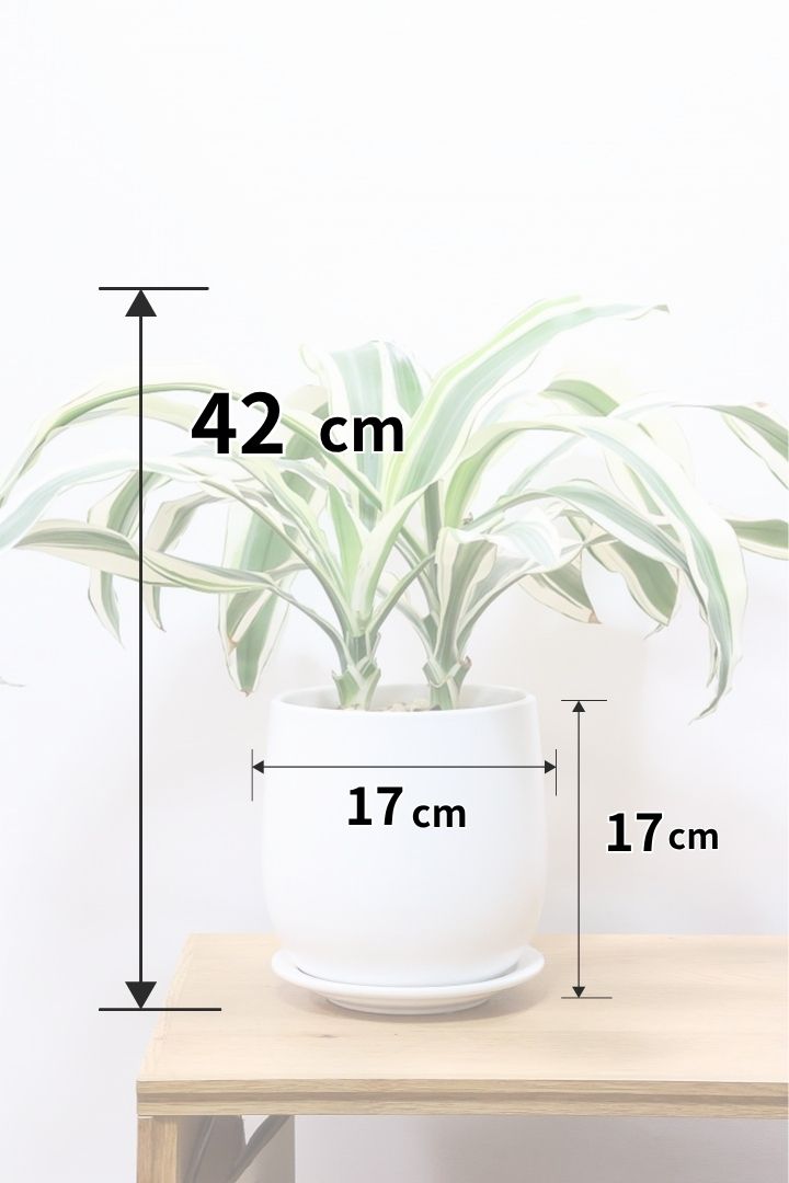 【ドラセナ ホワイト】品種名は分からないのですが、とにかく葉色がキレイ！ボリュームがありますし育てやすいんです！