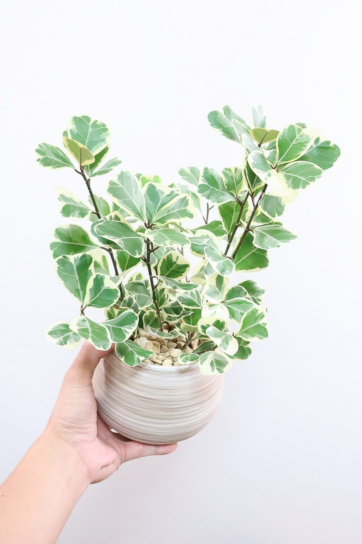 【フィカス  スウィートハート】グリーン＆ホワイトの爽やかな葉！明るい場所を好む観葉植物です