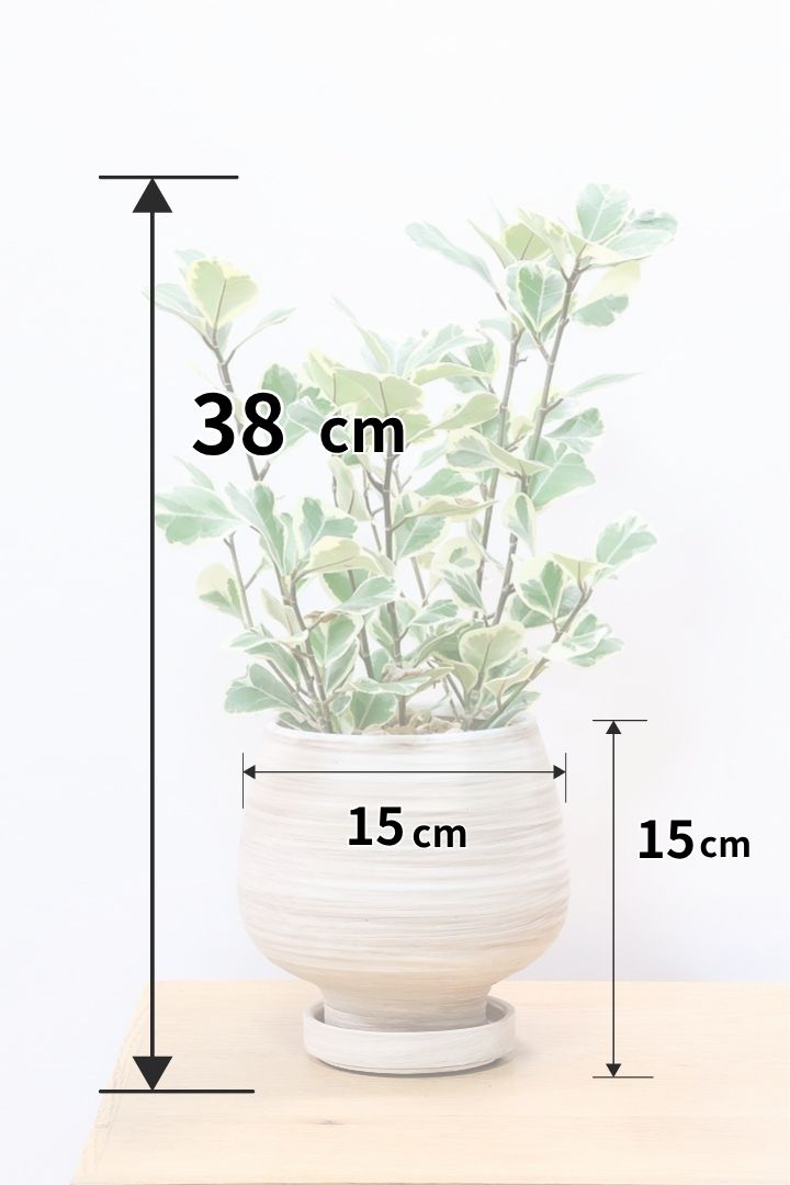 【フィカス  スウィートハート】グリーン＆ホワイトの爽やかな葉！明るい場所を好む観葉植物です