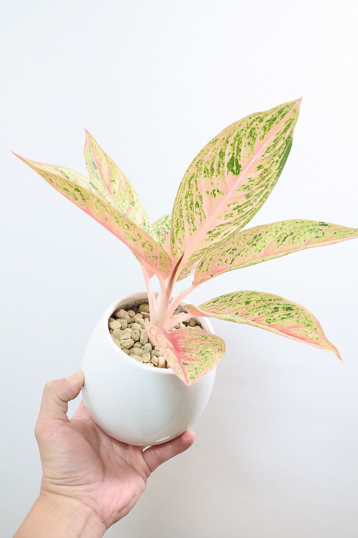 【アグラオネマ レガシー】今の季節の新葉が一番きれい！この美しい葉っぱをぜひ見て欲しいんです！