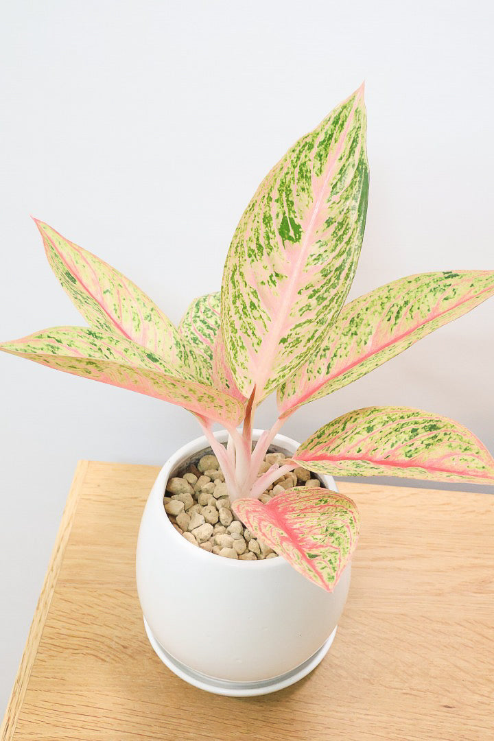 【アグラオネマ レガシー】今の季節の新葉が一番きれい！この美しい葉っぱをぜひ見て欲しいんです！