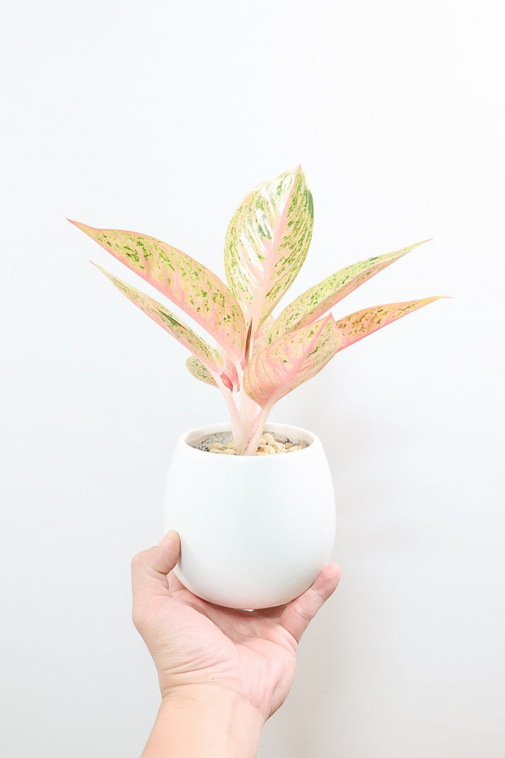 【アグラオネマ レガシー】今の季節の新葉が一番きれい！この美しい葉っぱをぜひ見て欲しいんです！