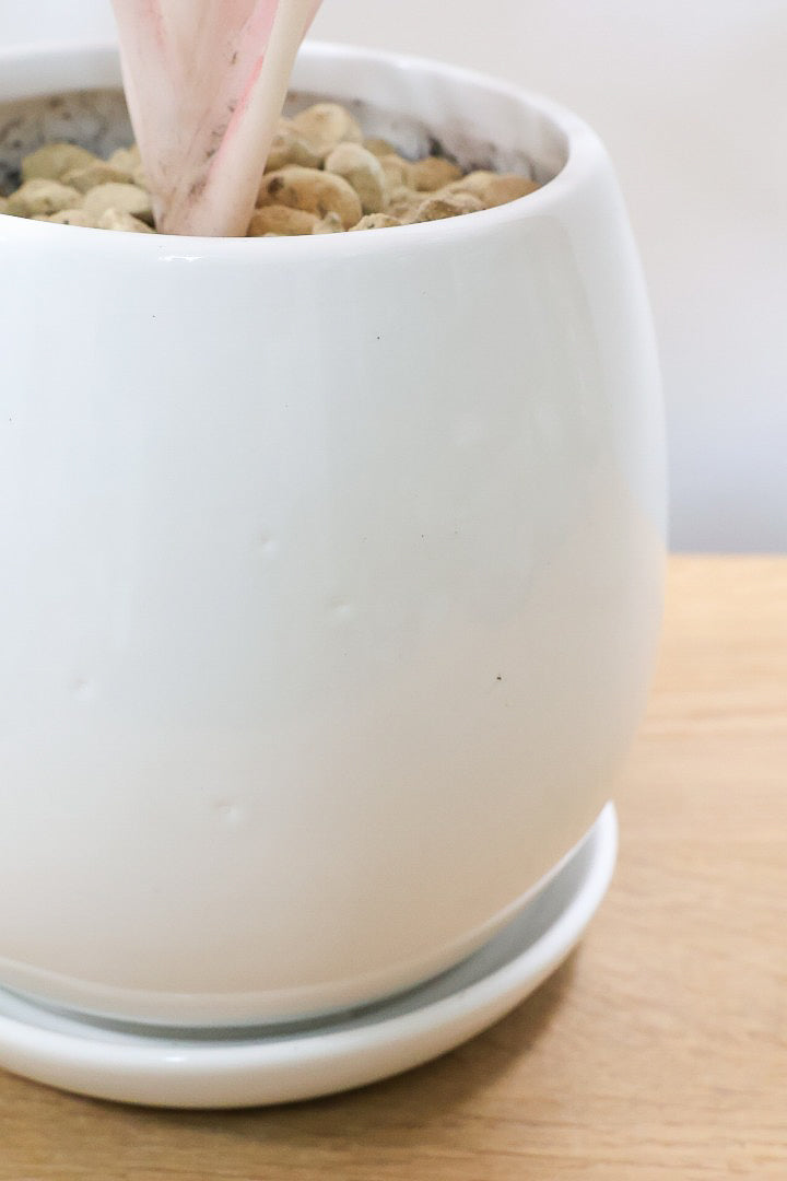 【アグラオネマ レガシー】今の季節の新葉が一番きれい！この美しい葉っぱをぜひ見て欲しいんです！