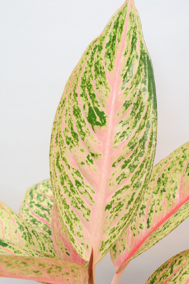 【アグラオネマ レガシー】今の季節の新葉が一番きれい！この美しい葉っぱをぜひ見て欲しいんです！