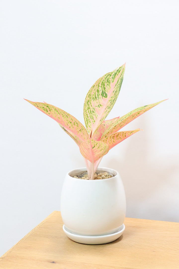 【アグラオネマ レガシー】今の季節の新葉が一番きれい！この美しい葉っぱをぜひ見て欲しいんです！