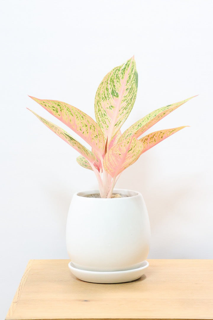 【アグラオネマ レガシー】今の季節の新葉が一番きれい！この美しい葉っぱをぜひ見て欲しいんです！