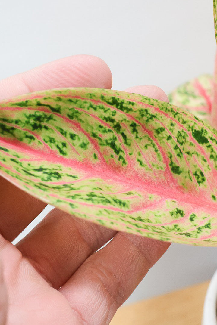 【アグラオネマ レガシー】今の季節の新葉が一番きれい！この美しい葉っぱをぜひ見て欲しいんです！