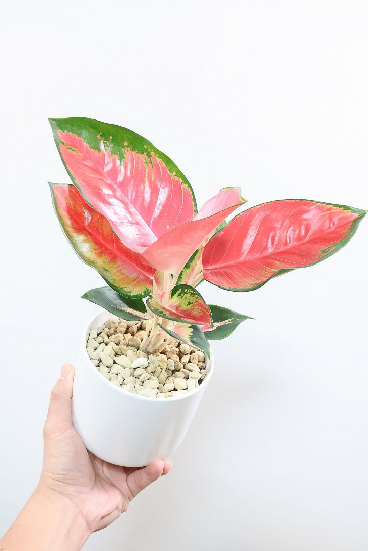 アグラオネマ ビューティW60682| 観葉植物の通信販売 | APEGO