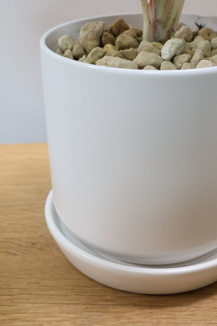 超希少❗️アグラオネマゴールデンドラゴン新葉展開中✨️ 超希少❗️アグラオネマゴールデンドラゴン新葉展開中