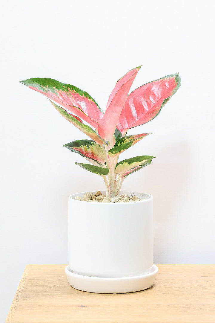 送料無料】アグラオネマ | 観葉植物の通信販売 | APEGO(アペーゴ)