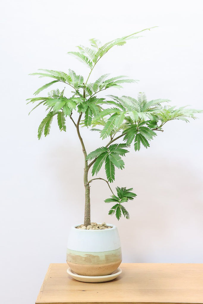 60684-1SS_1024x1024.jpg?v=