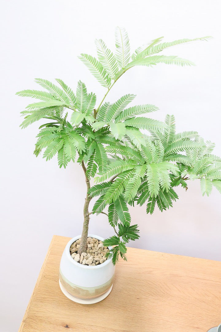 エバーフレッシュMC60684| 観葉植物の通信販売 | APEGO(アペーゴ)