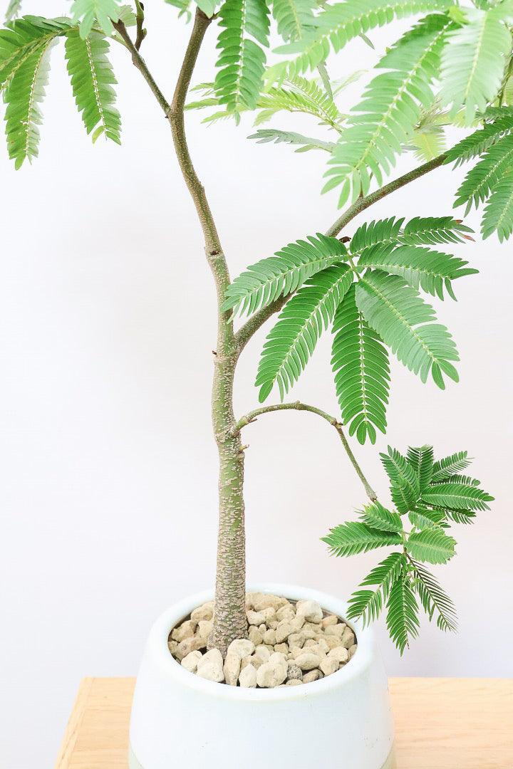 【エバーフレッシュ】雰囲気のある素敵な樹形！くるりとカーブしたかわいい幹なんです！このような樹形は唯一無二です！