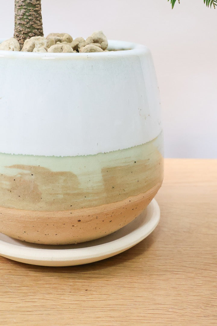 【エバーフレッシュ】雰囲気のある素敵な樹形！くるりとカーブしたかわいい幹なんです！このような樹形は唯一無二です！