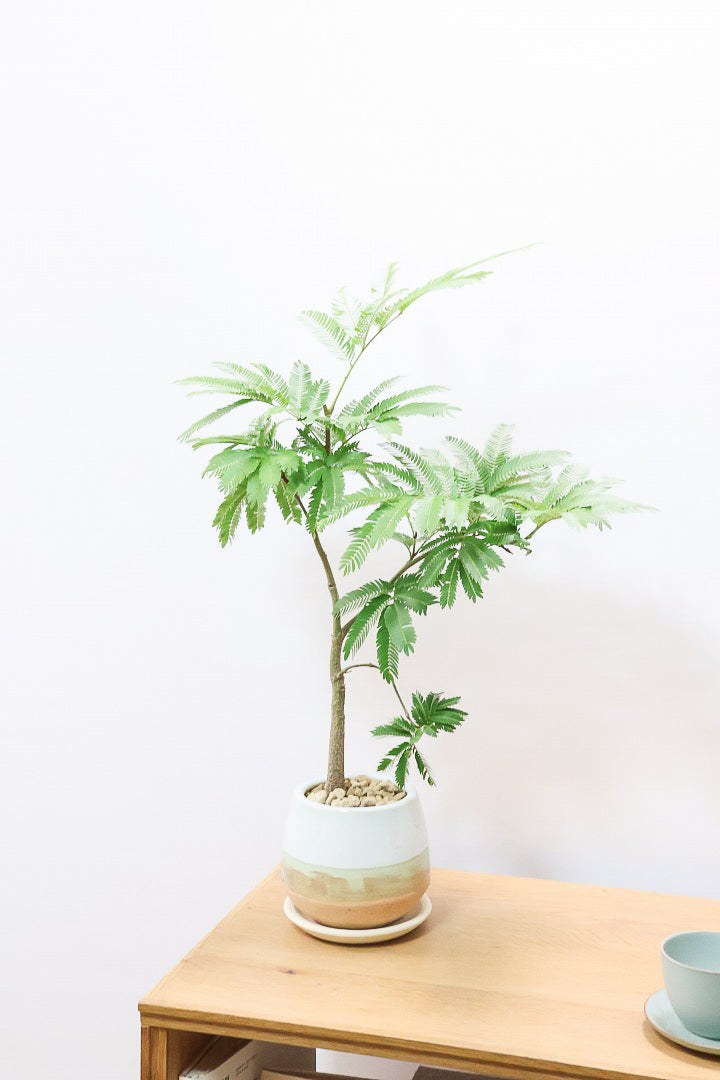 エバーフレッシュMC60684| 観葉植物の通信販売 | APEGO(アペーゴ)