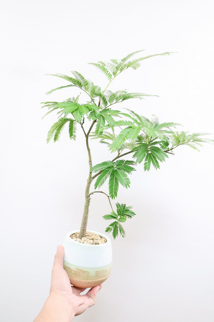 エバーフレッシュMC60684| 観葉植物の通信販売 | APEGO(アペーゴ)