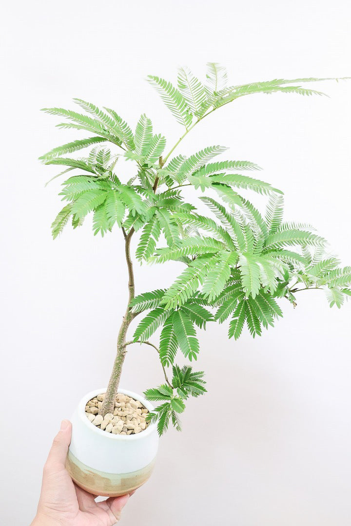 【エバーフレッシュ】雰囲気のある素敵な樹形！くるりとカーブしたかわいい幹なんです！このような樹形は唯一無二です！