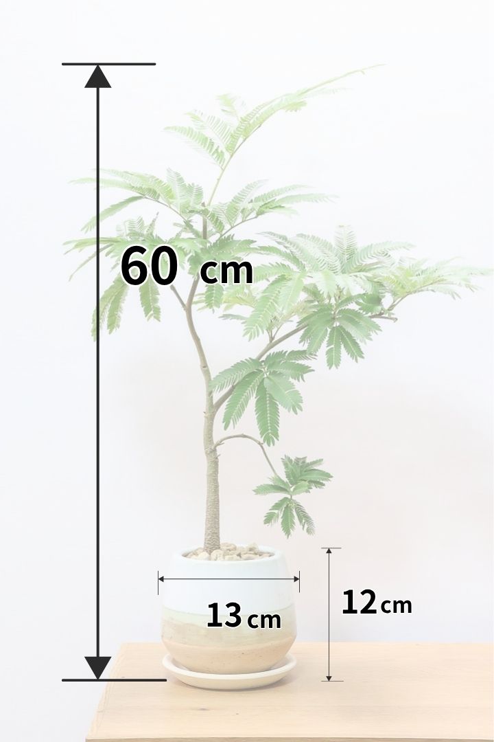 エバーフレッシュ エバーフレッシュMC60684| 観葉植物の通信販売 | APEGO(アペーゴ)