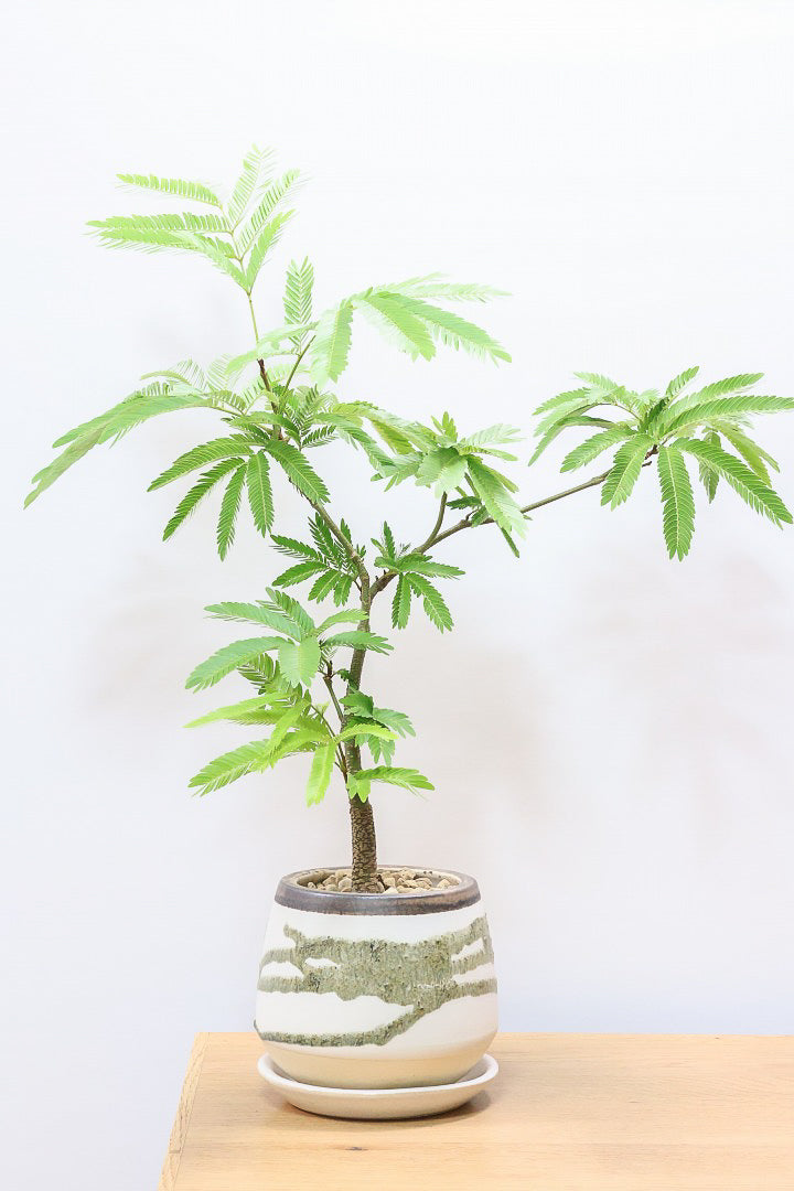 【エバーフレッシュ】個性的なデザインのＰＯＴ！そして雰囲気のある素敵な樹形！葉のバランスがとてもイイ感じですのでおススメです！