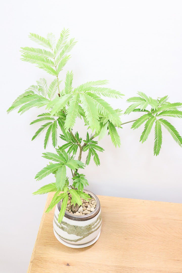 【エバーフレッシュ】個性的なデザインのＰＯＴ！そして雰囲気のある素敵な樹形！葉のバランスがとてもイイ感じですのでおススメです！