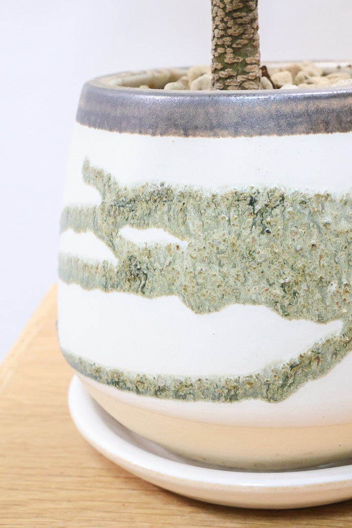 【エバーフレッシュ】個性的なデザインのＰＯＴ！そして雰囲気のある素敵な樹形！葉のバランスがとてもイイ感じですのでおススメです！