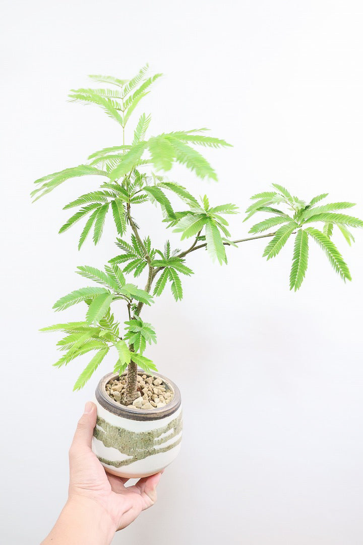 【エバーフレッシュ】個性的なデザインのＰＯＴ！そして雰囲気のある素敵な樹形！葉のバランスがとてもイイ感じですのでおススメです！