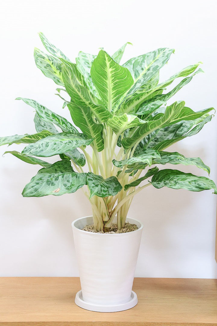 送料無料】アグラオネマ | 観葉植物の通信販売 | APEGO(アペーゴ)