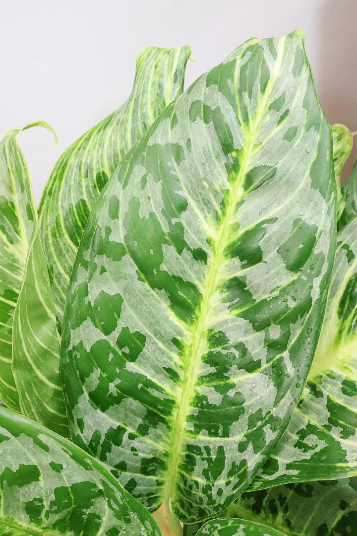 アグラオネマ専用 アグラオネマ専用 培養土 Aglaonema potting soil exchange in 6